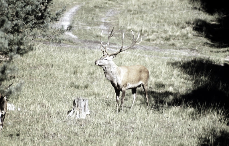 Jagdurlaub in Mecklenburg - Jagd Jagen Wald Wildtiere Mecklenburg